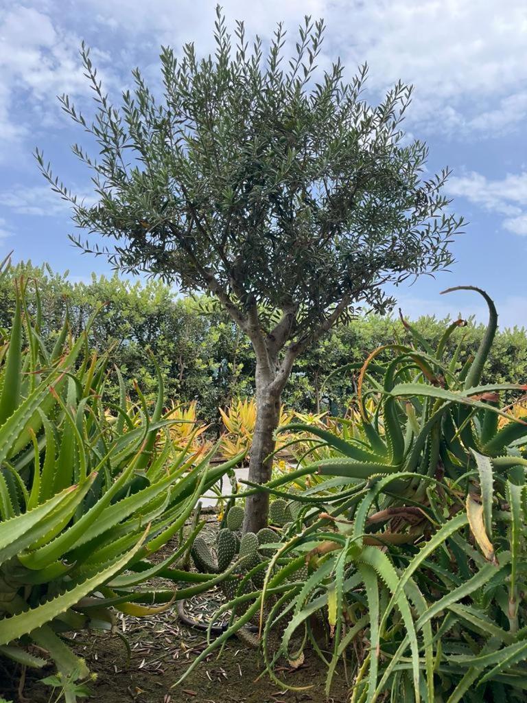 B&B Lo&G Lascari Bagian luar foto